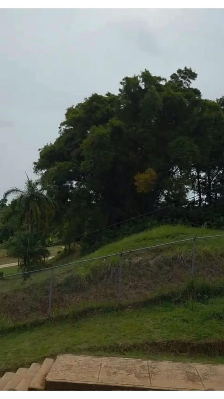 Los dos arquitectos argentinos elegidos por Francisco que construyen en el Amazonas