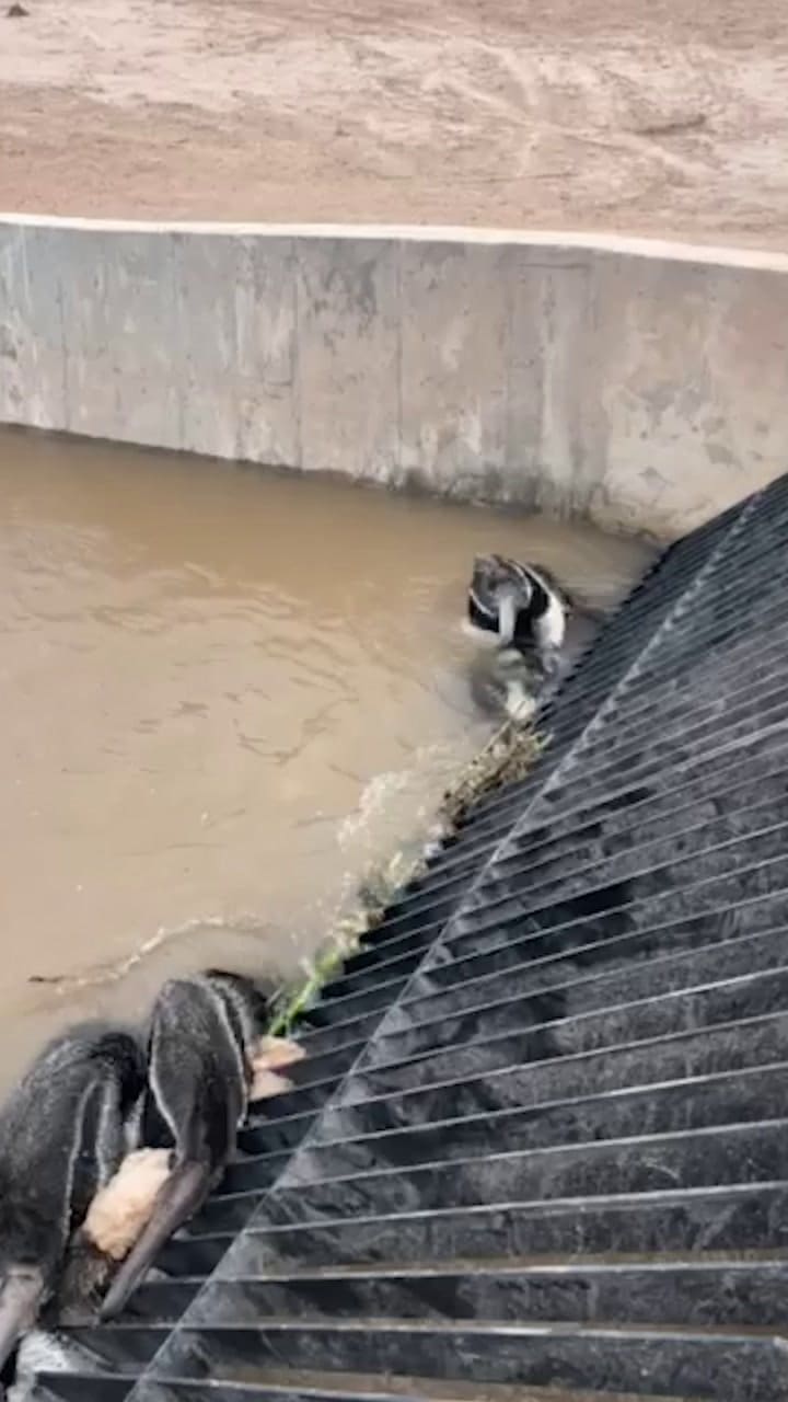 Los osos hormigueros en riesgo