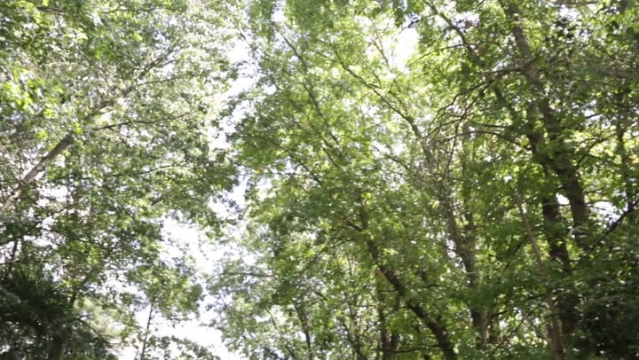 Así están los gansos en la Fundación Naturaleza Viva en Florencio Varela. Crédito: APRA