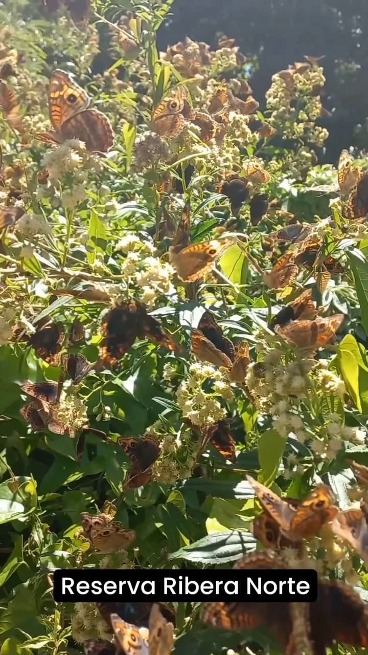 Ribera Norte Se Lleno De Cientos Y Cientos De Mariposas. Si Bien Es La éPoca En Que Solemos Ver Más Cantidad, Hoy Realmente Quedamos Maravillados.la Especie Que Más Se Observa En Este Video Es Junonia Genoveva#rib