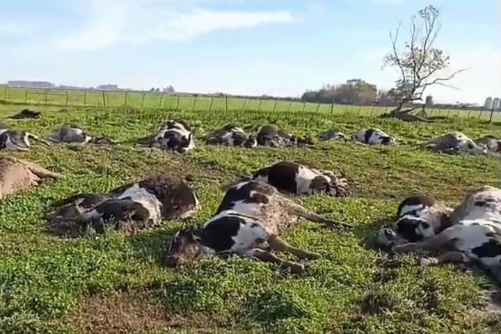 La Leptospirosis es una zoonosis, enfermedad que afecta a los animales