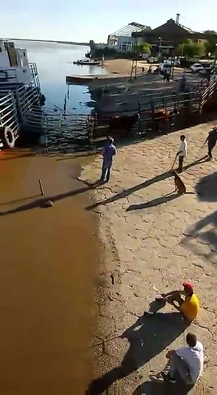 Así se hundió la balsa con animales en Gualeguay, Entre Ríos