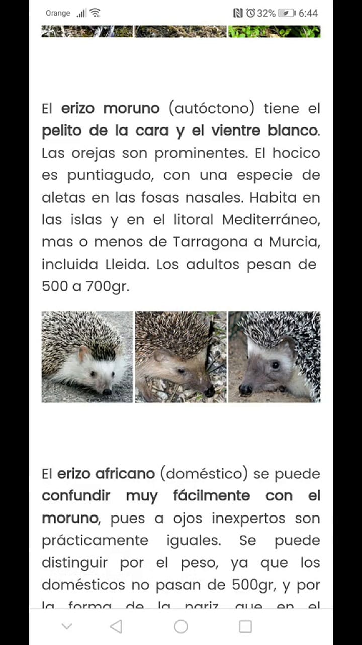 Pensó que había encontrado un bebé de erizo en el patio de su casa pero se llevó una desilusión