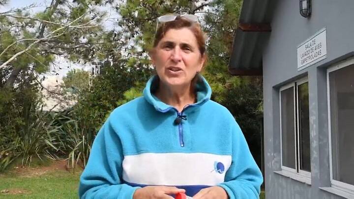 San Clemente: Tortuga verde fue rehabilitada y reinsertada al mar