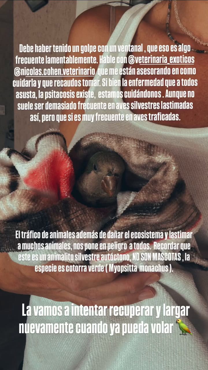El duro descargo de Paula Chaves tras rescatar a la cotorra herida
