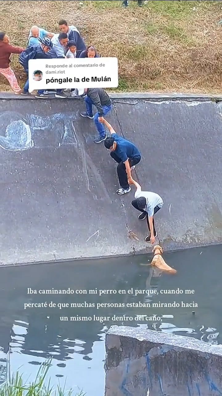 Vecinos cooperan para salvar a un perro en un canal de Bogotá