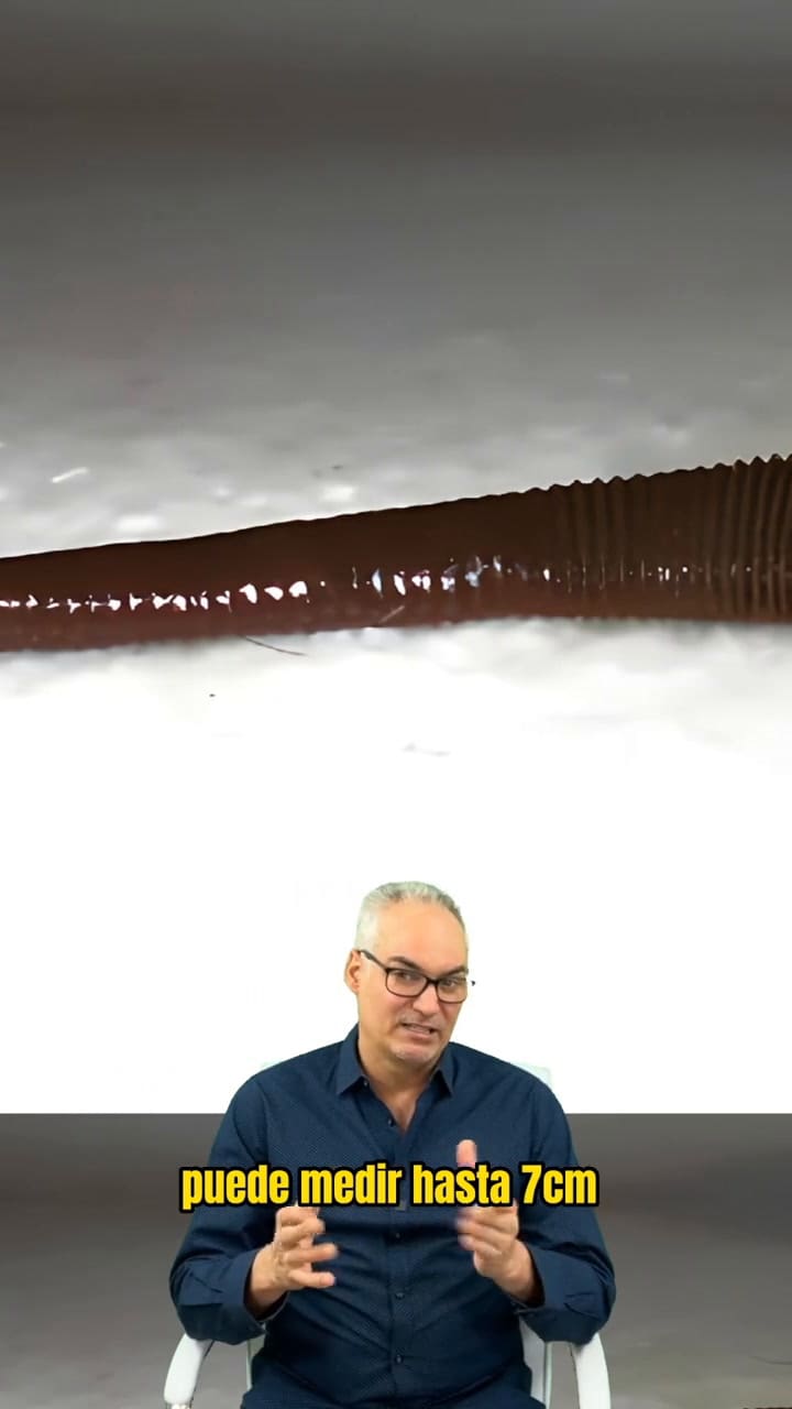 Sanguijuela T-rex #Criaturas #Sanguijuela #Sabiasesto #Asombroso #Increible #Curiosidades