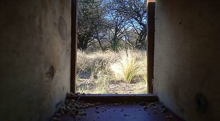 Así eran liberados los cardenales amarillos en la provincia de Buenos Aires