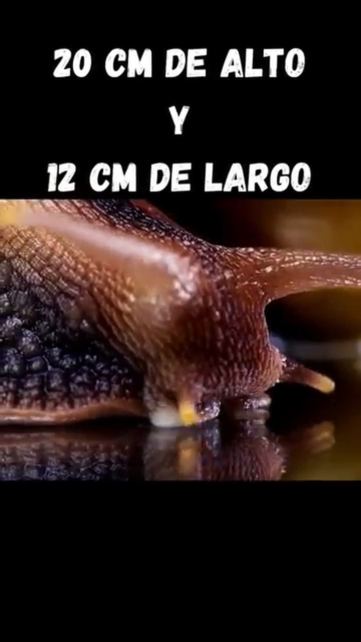 Las características del caracol africano