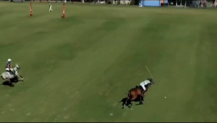 GIF POLO
