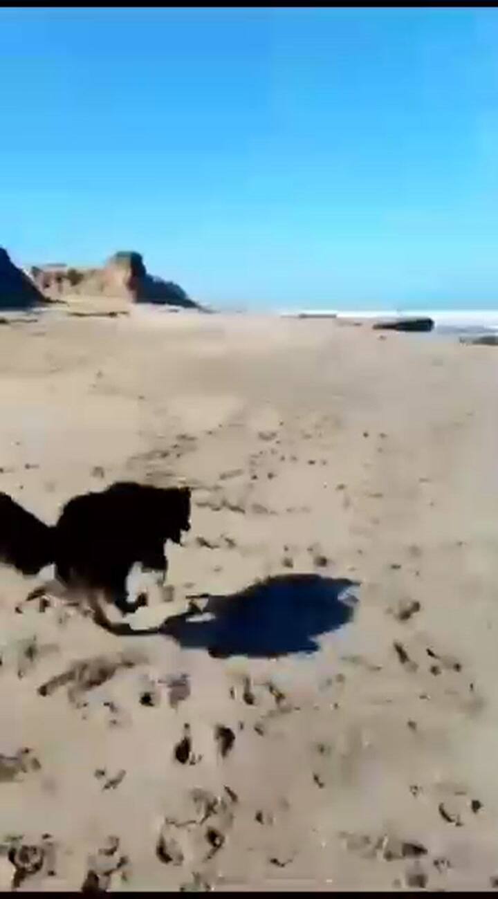 Rolo es el perro más famoso y querido de Santa Clara