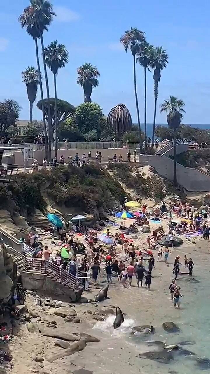 Los lobos marinos ahuyentaron a los visitantes de una playa en San Diego