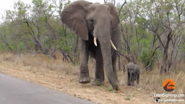 La reacción de una mamá elefante cuando su cría intenta acercarse a unos turistas