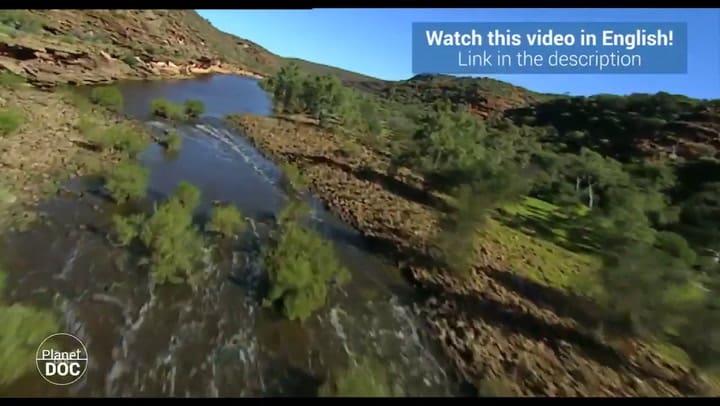 Casuario: el ave más peligrosa del mundo - Fuente: YouTube