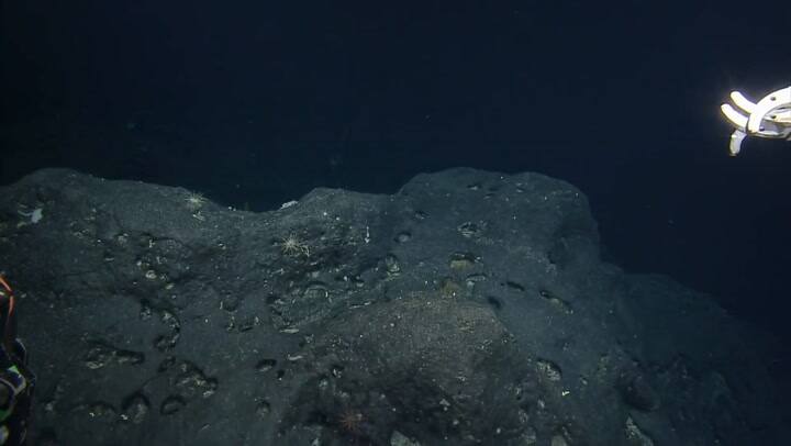 El video del llamativo descubrimiento en el Pacífico