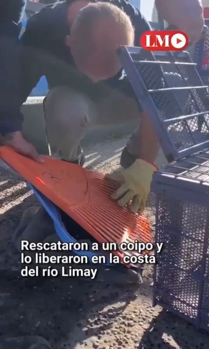 El rescate de un coipo