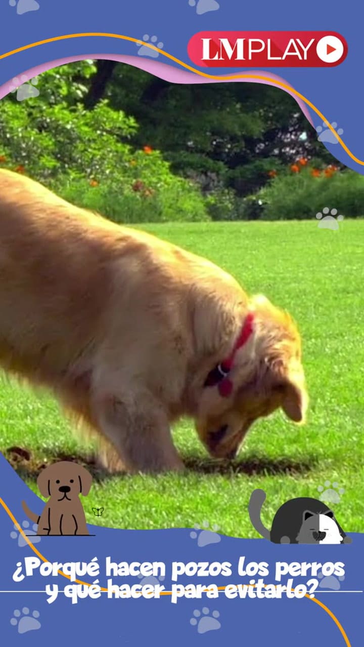 La razón por la que los perros excavan pozos en el jardín, según expertos