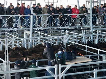 Hubo 1132 cabezas para el remate especial organizado por Colombo y Magliano SA como parte de la “Semana Angus de Primavera”