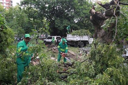 Hubo 35.605 reclamos por poda de árboles