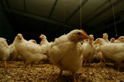 Hubo brotes en aves de corral que sucedieron en Ranchos, Lobos, Bolivar (Buenos Aires) y Alejo Ledesma (Córdoba)