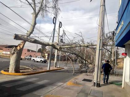 Hubo cientos de árboles y ramas caídas durante toda la jornada. Defensa Civil recibió más de 400 novedades. Foto Twitter