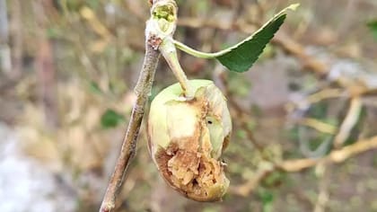 Hubo daños en diversas frutas