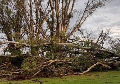 Hubo daños en la forestación de los establecimientos