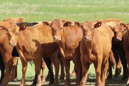 Hubo dos ciclos consecutivos con menos terneros que generaron una base productiva más baja