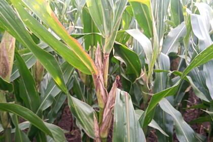 Hubo impacto en siembras muy tardías