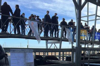 Hubo más de 500 animales en el concurso organizado por la Sociedad Rural en el MAG