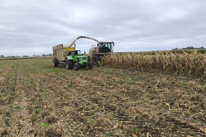 Hubo productores que a mediados de enero picaron maíz por la baja expectativa de rinde