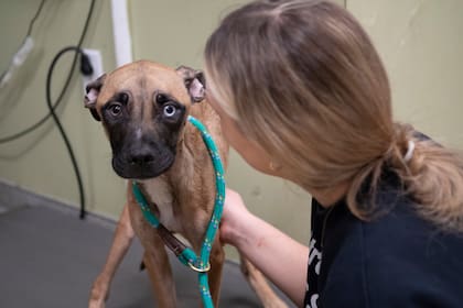 Hubo que alimentarla gradualmente para evitar que sufriera un shock.