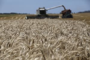 Campaña de trigo 2019/20: buen resultado, pero con dudas por lo que vendrá