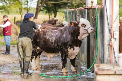 Hubo una importante presencia de animales