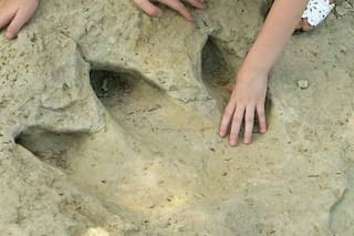 El agua de las inundaciones cedió y aparecieron enormes huellas de dinosaurios de hace millones de años