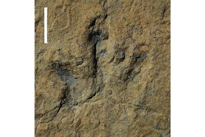 Huella del yacimiento de La Rioja. Muestra tres dedos acabados en garras, con longitudes de alrededor de 30 cm