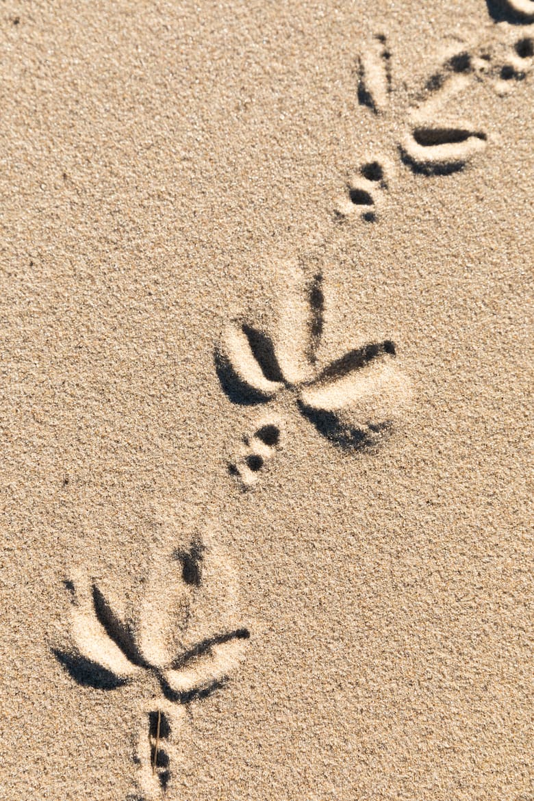 Rumbo a la sostenibilidad: el proyecto que renueva el Río Uruguay