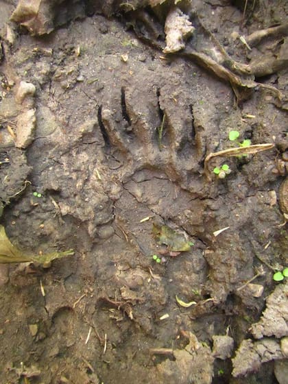 Huellas frescas de pie de oso andino en un área de bosque montano en Jujuy, Argentina, fotografiadas por el naturalista y guía de pesca jujeño Pablo Labarta. El largo del pie era alrededor de 15 cm.