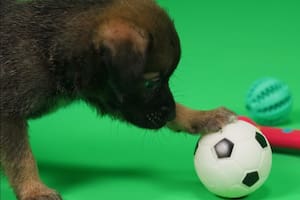 ¿Está mal querer a tu perro o gato como si fuera tu hijo?