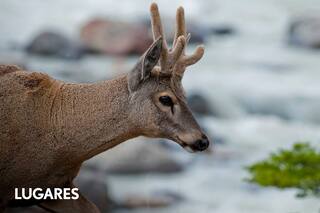 Cuáles son las especies amenazadas tomadas como emblemas de los parques nacionales