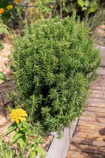Huerta con romero, una de las favoritas de la fitoquímica.