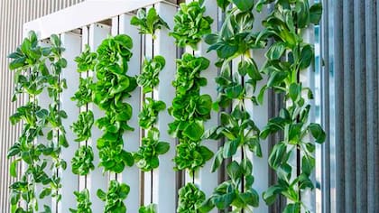 Huerta hidropónica en la que se cultivan plantas sin usar tierra