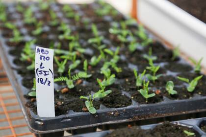 Huerta orgánica en el Barrio Rodrigo Bueno