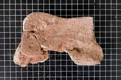 Hueso carpal de la mano del elefante hallado en Córdoba