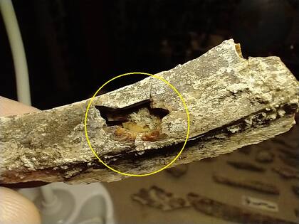 Hueso del guanaco fracturado