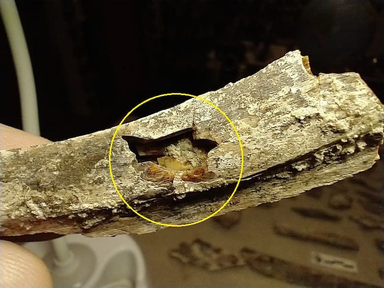 Descubren yacimiento prehistórico en San Pedro con restos de guanaco y madriguera