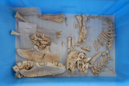 Huesos de la especie recién descubierta Oksoko avarsan