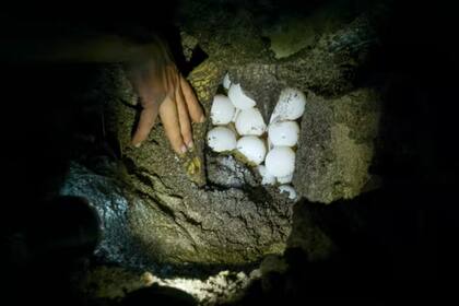 Huevos de tortuga verde en un nido de una playa del Parque Nacional de Las Baulas, en Costa Rica