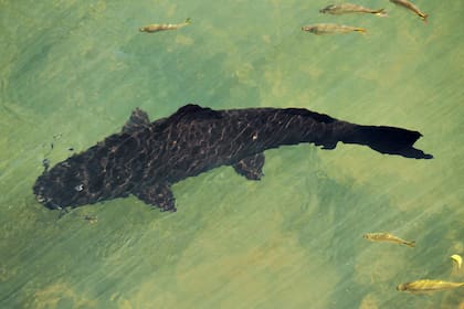 El desarrollo acuícola argentino es también territorialmente diverso