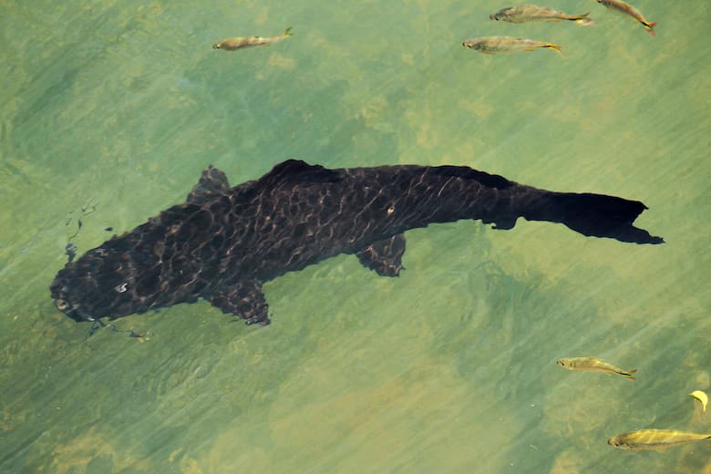 La genética acuícola gana protagonismo y abre una nueva ventana de desarrollo productivo para la Argentina